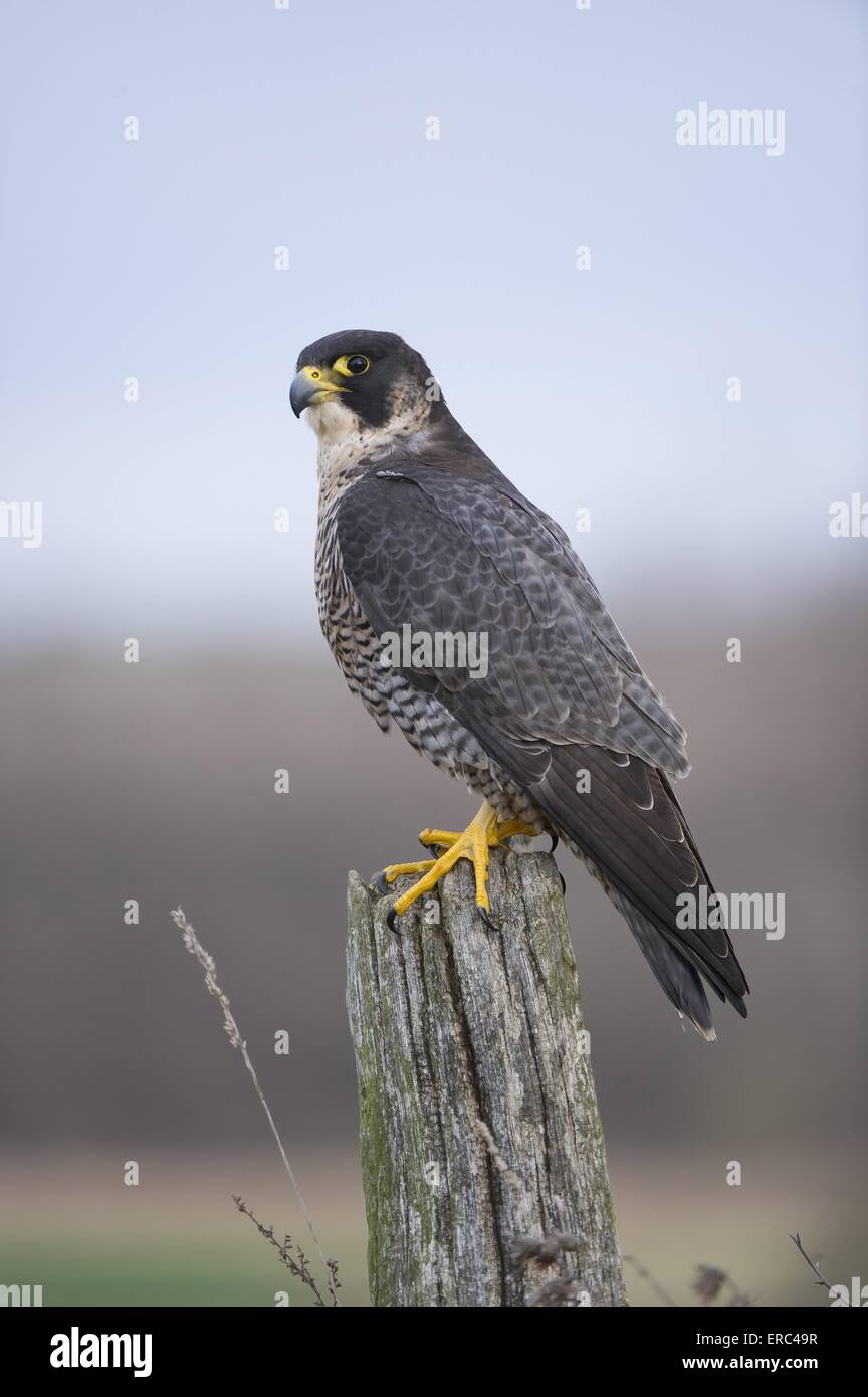 peregrine falcon Stock Photo