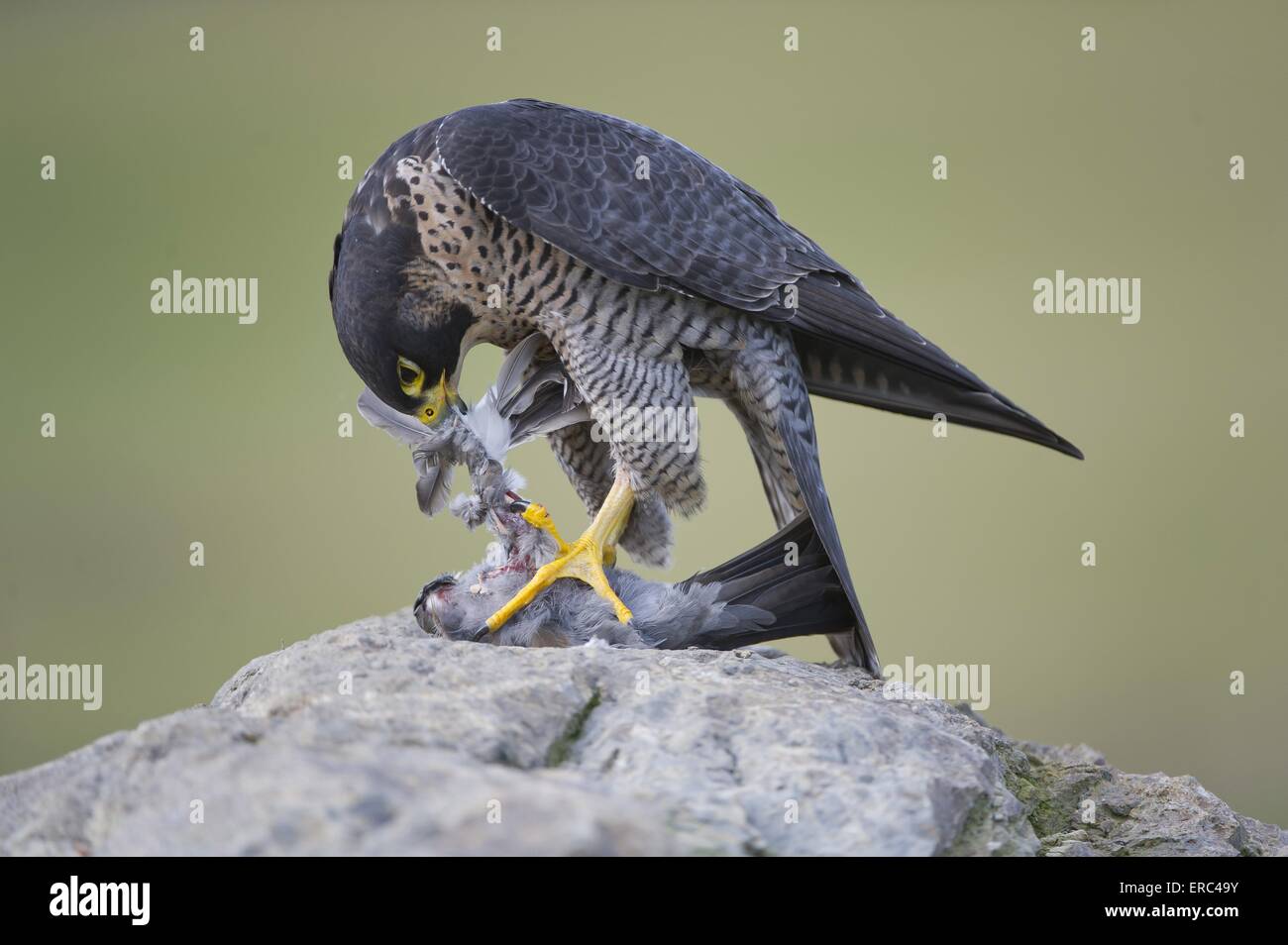 peregrine-falcon-stock-photo-alamy