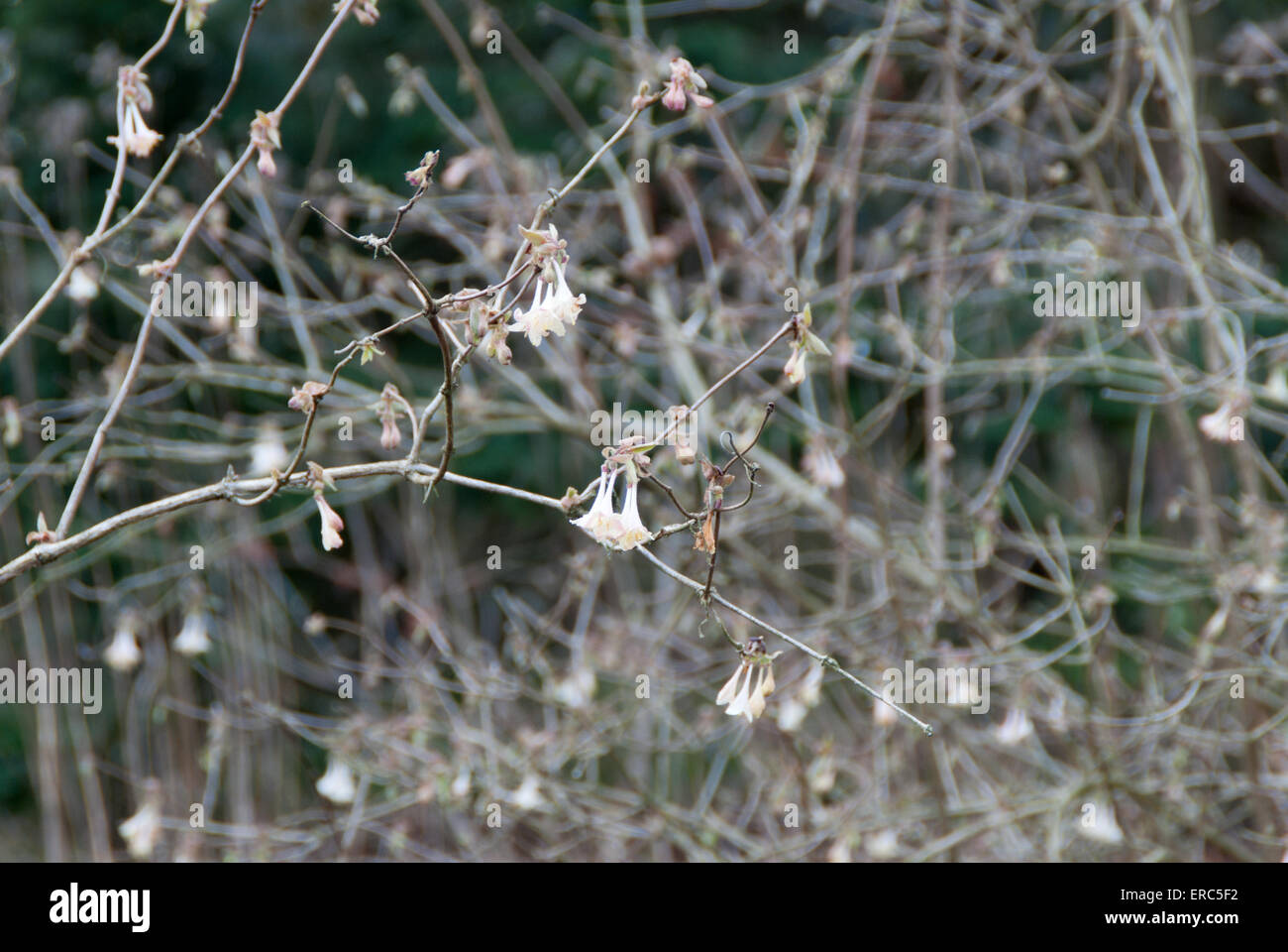 Lonicera infundibulum hi-res stock photography and images - Alamy