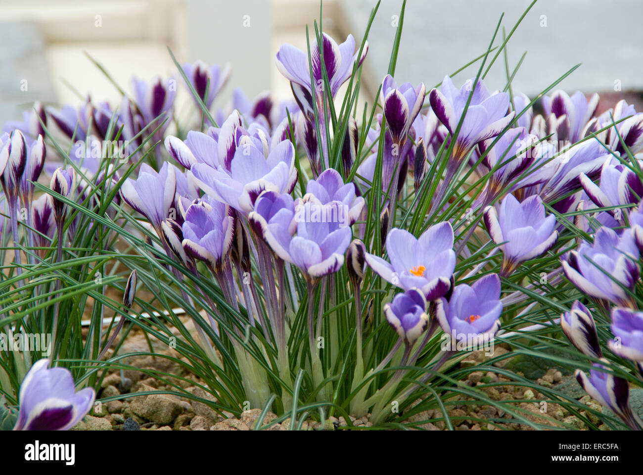 Crocus chrysanthus 'Spring Beauty' Stock Photo