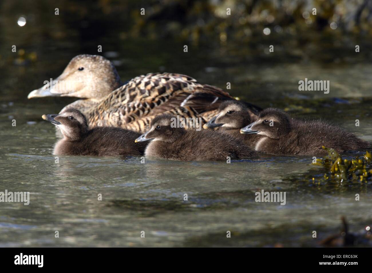 common eider ducks Stock Photo