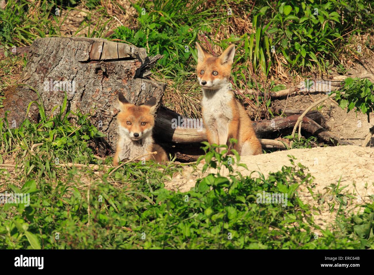 young foxes Stock Photo