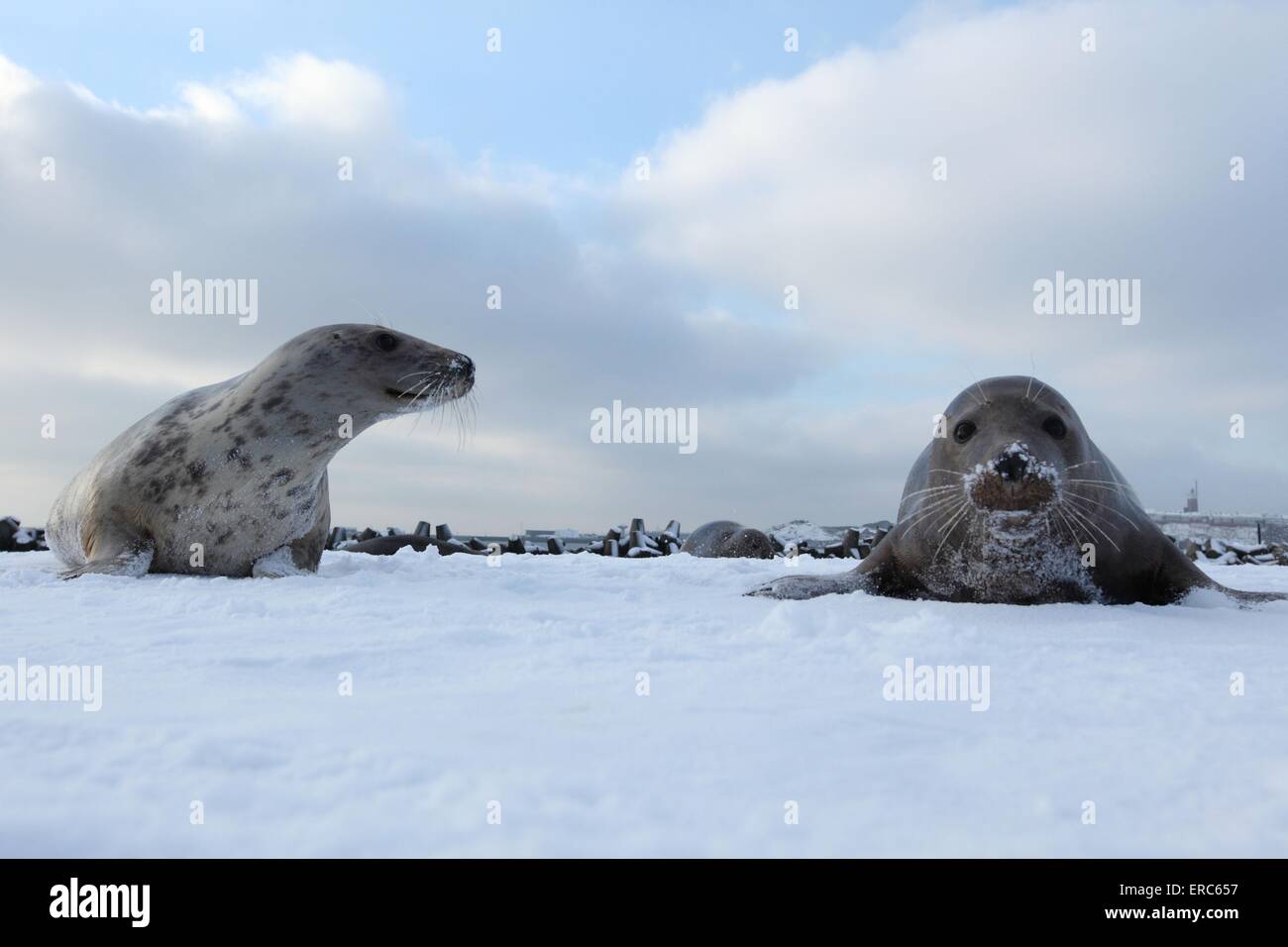 grey seals Stock Photo