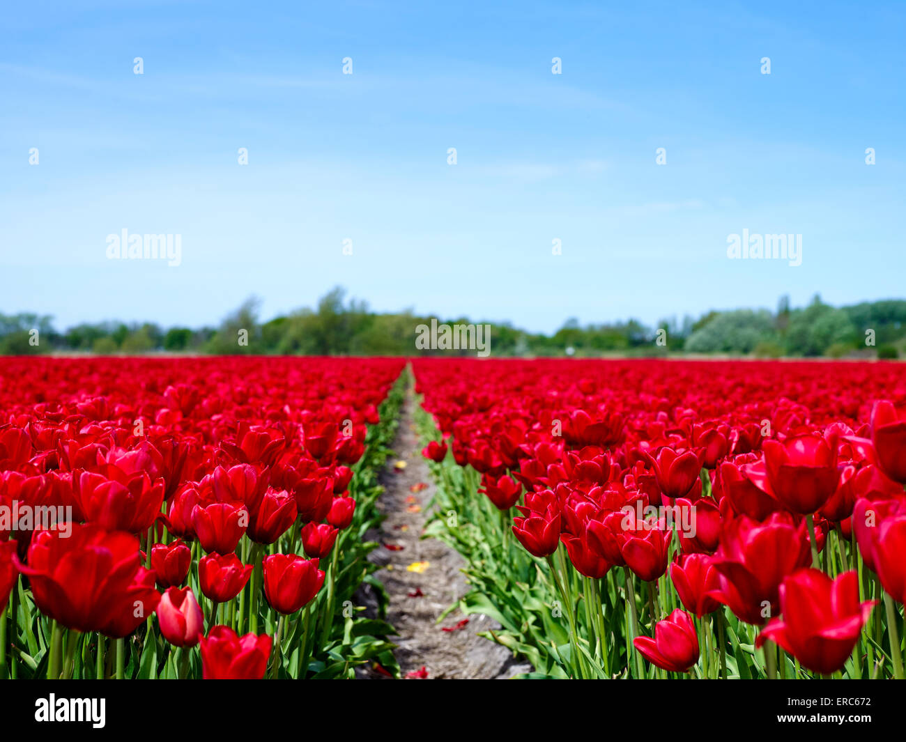 Dutch tulips. Field with red tulips in the Netherlands Stock Photo - Alamy