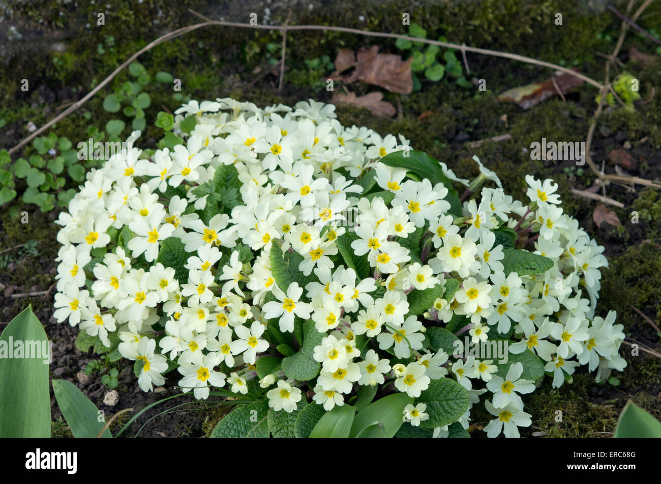 Primrose Primula Vulgaris Stock Photo