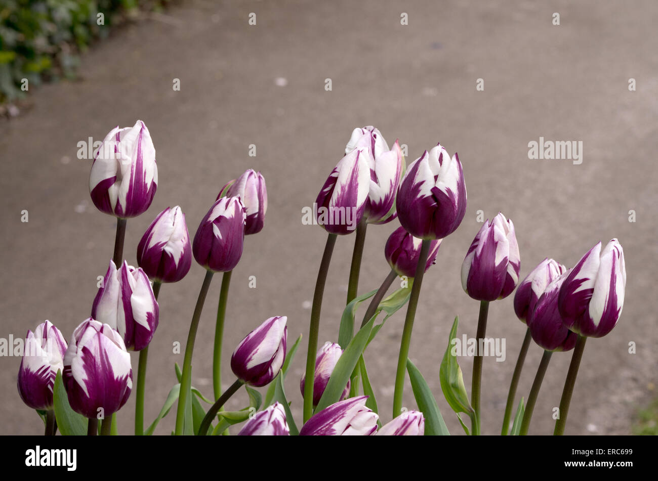 Tulip Rems Favourite Stock Photo