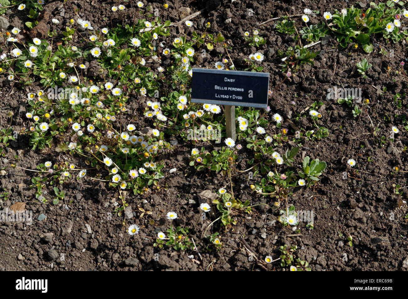 Daisy bellis perennis, Physic Garden, Cowbridge, Vale of Glamorgan, South Wales, UK. Stock Photo