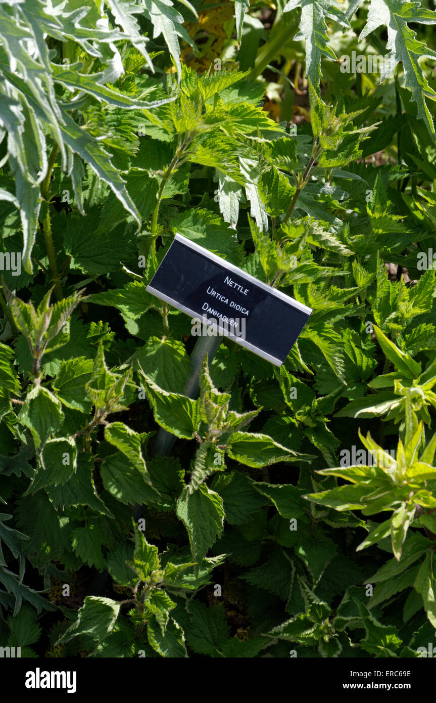 Nettle urtica dioica, Physic Garden, Cowbridge, Vale of Glamorgan, South Wales, UK. Stock Photo