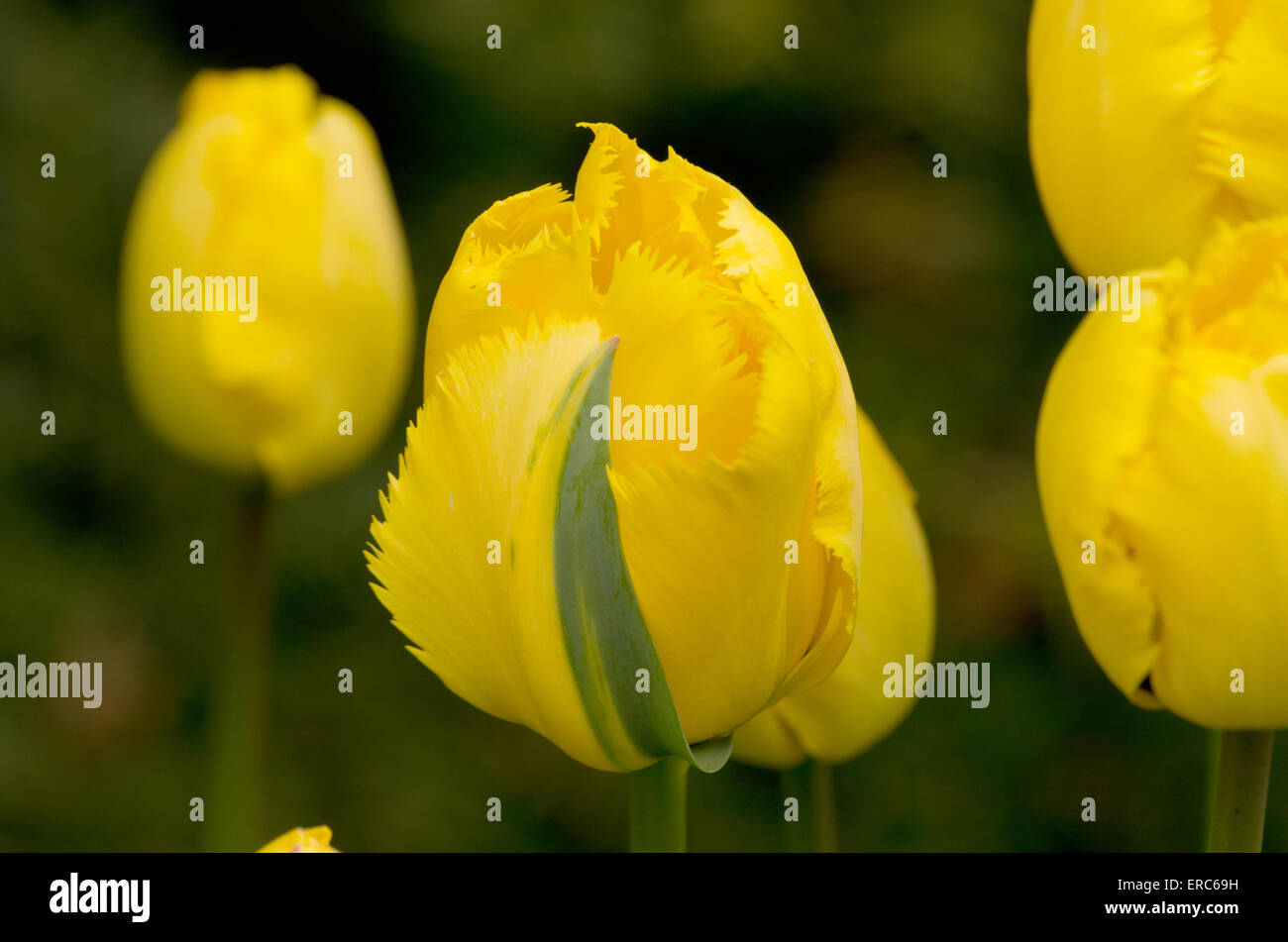 Tulip Crystal Star Stock Photo - Alamy