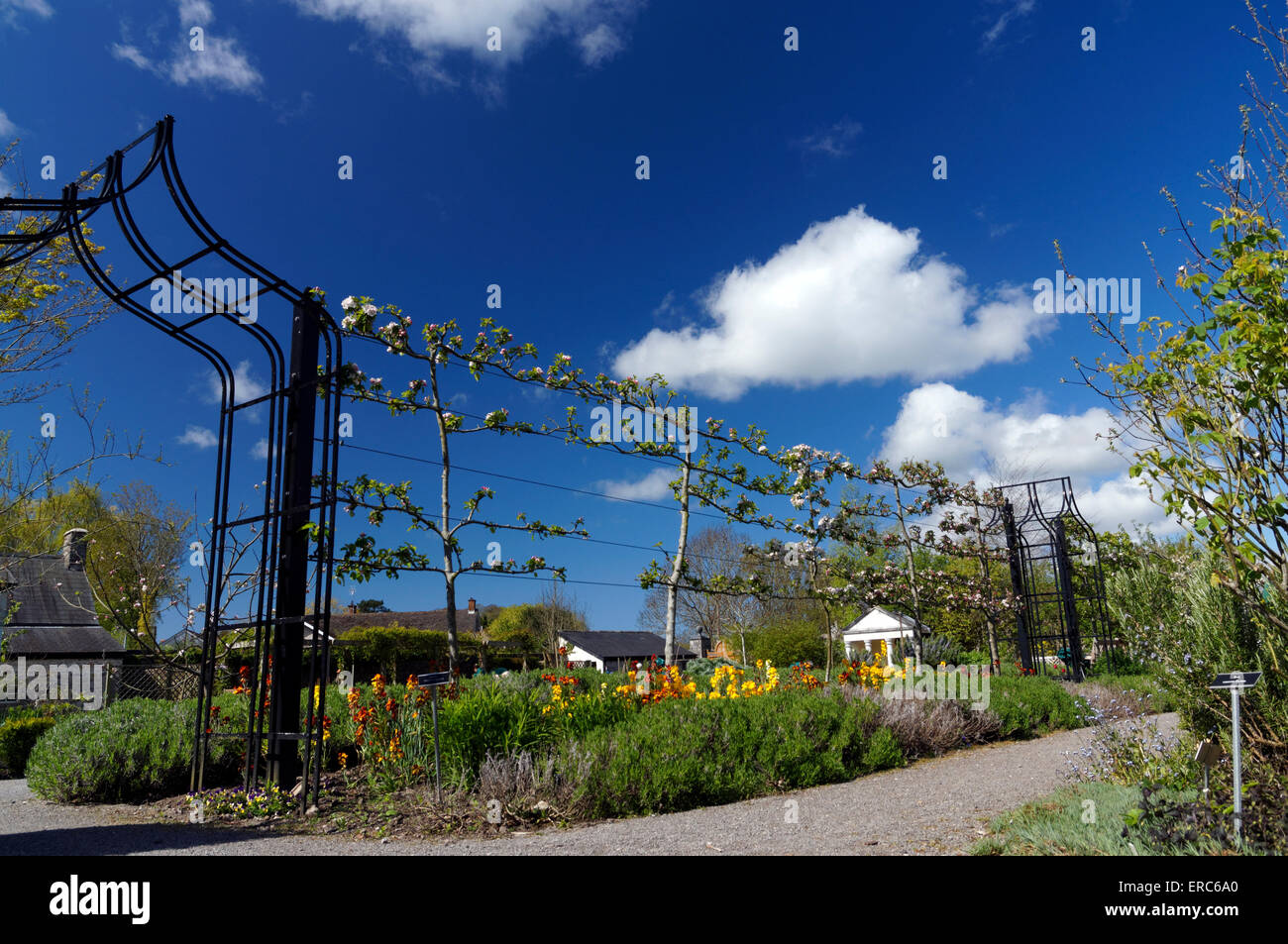 Pleached apple tree hires stock photography and images Alamy