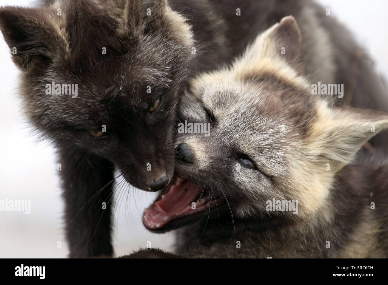 silver foxes Stock Photo