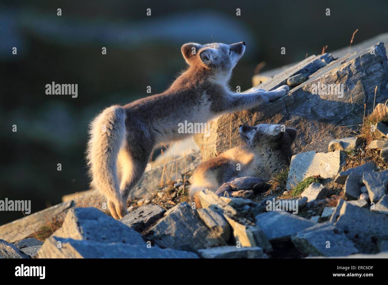 arctic foxes Stock Photo