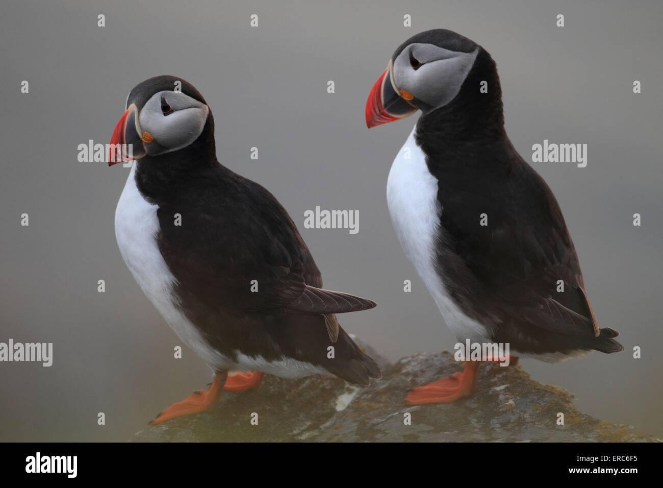 Landscape format of atlantic puffins hi-res stock photography and ...