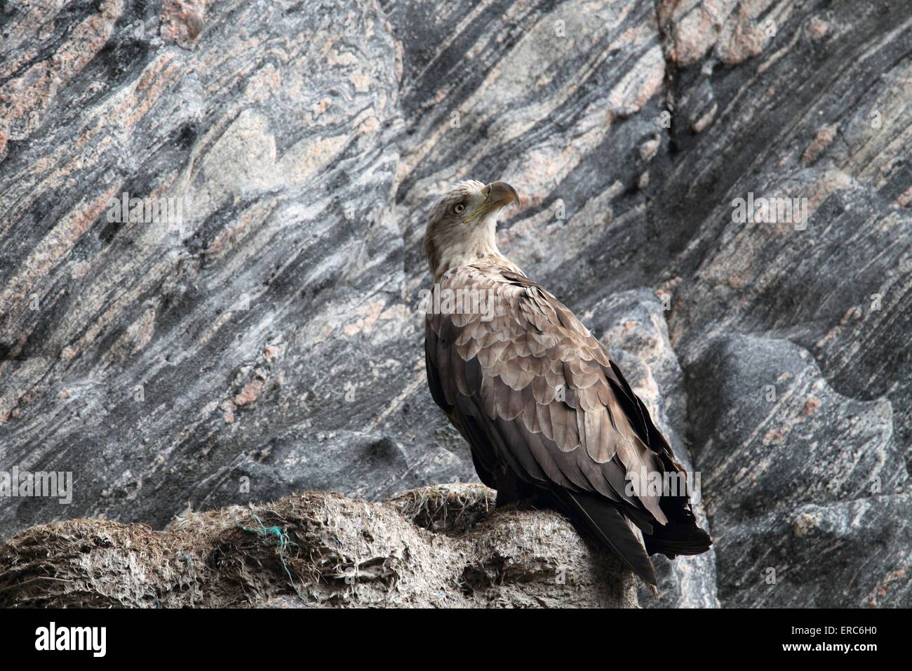 white-tailed sea eagle Stock Photo - Alamy