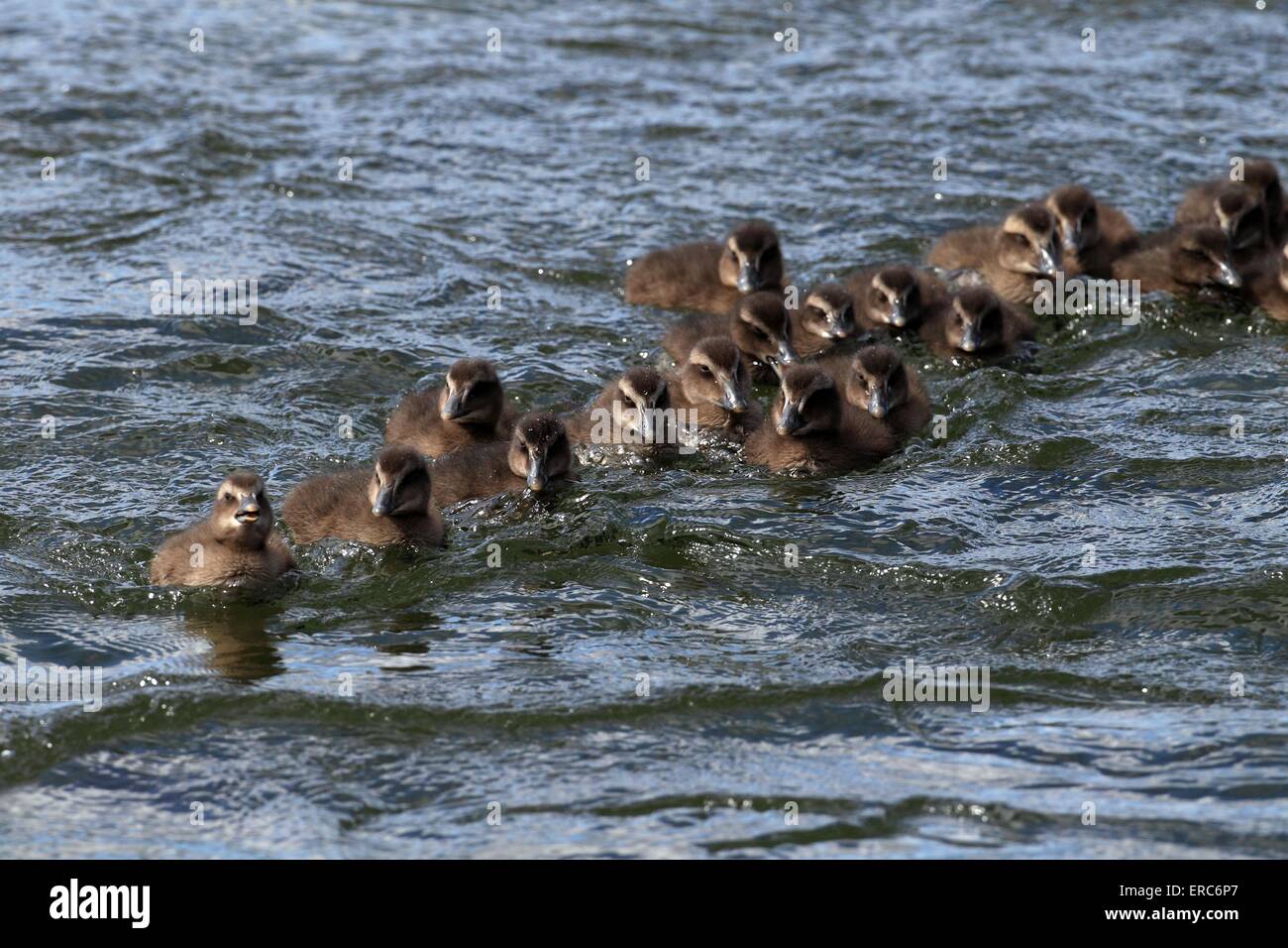 young common eider ducks Stock Photo