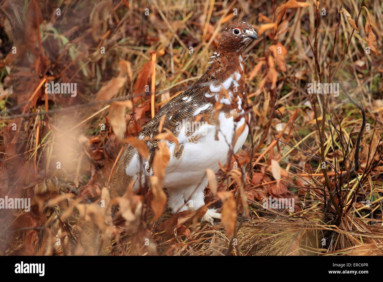 red grouse Stock Photo