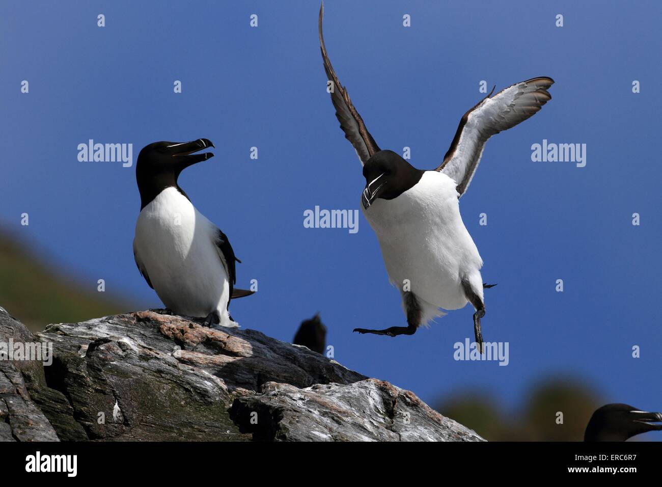 Razorbill land hi-res stock photography and images - Alamy