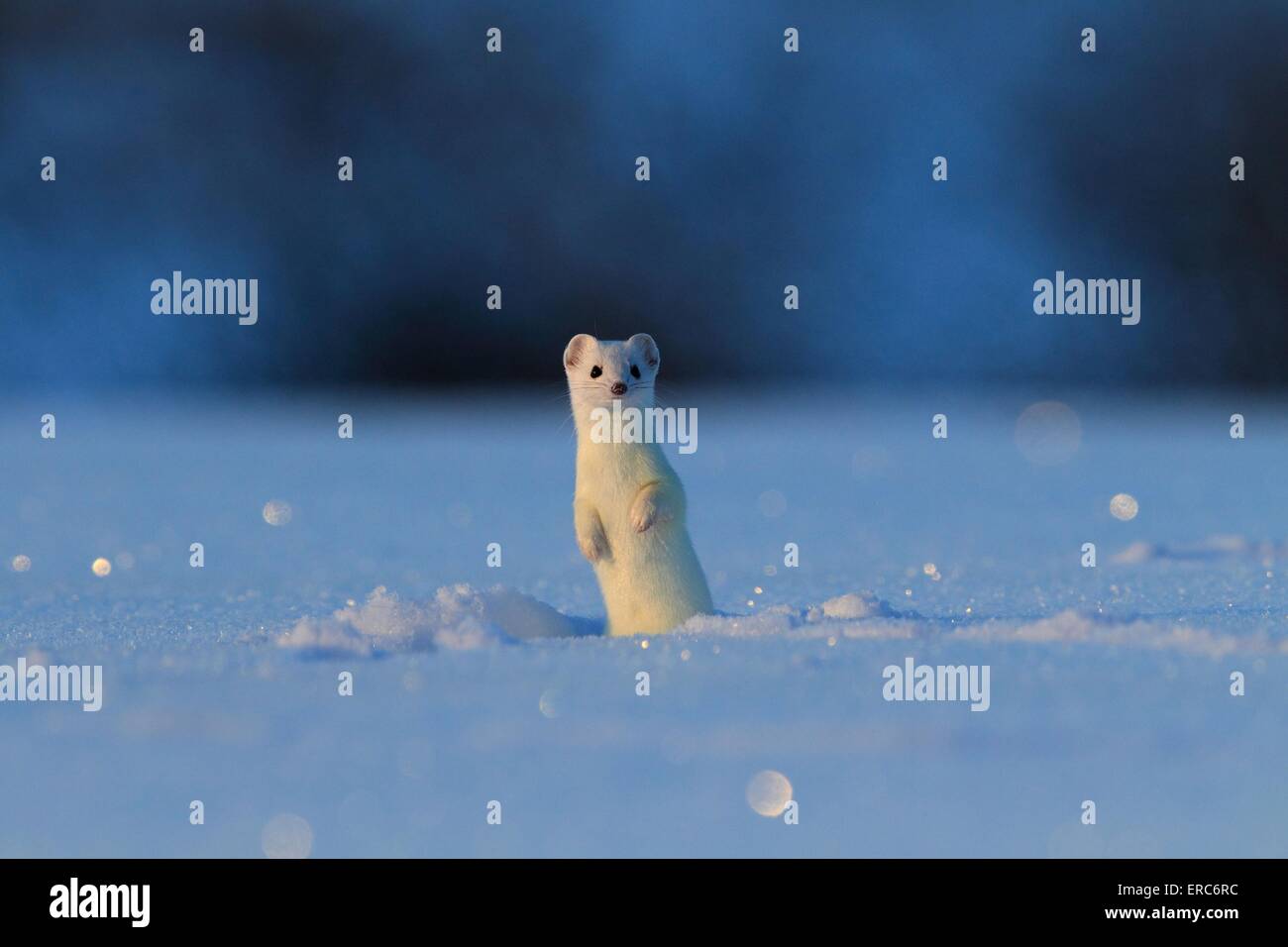 stoat Stock Photo