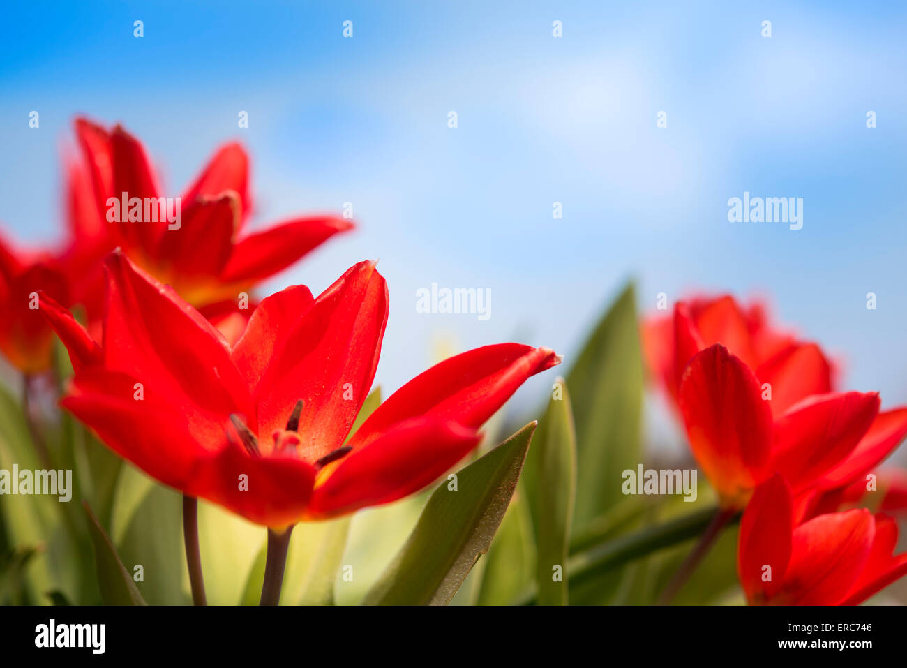 Red tulips in spring Stock Photo - Alamy