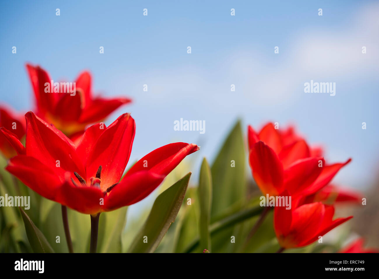 Red tulips in spring Stock Photo - Alamy