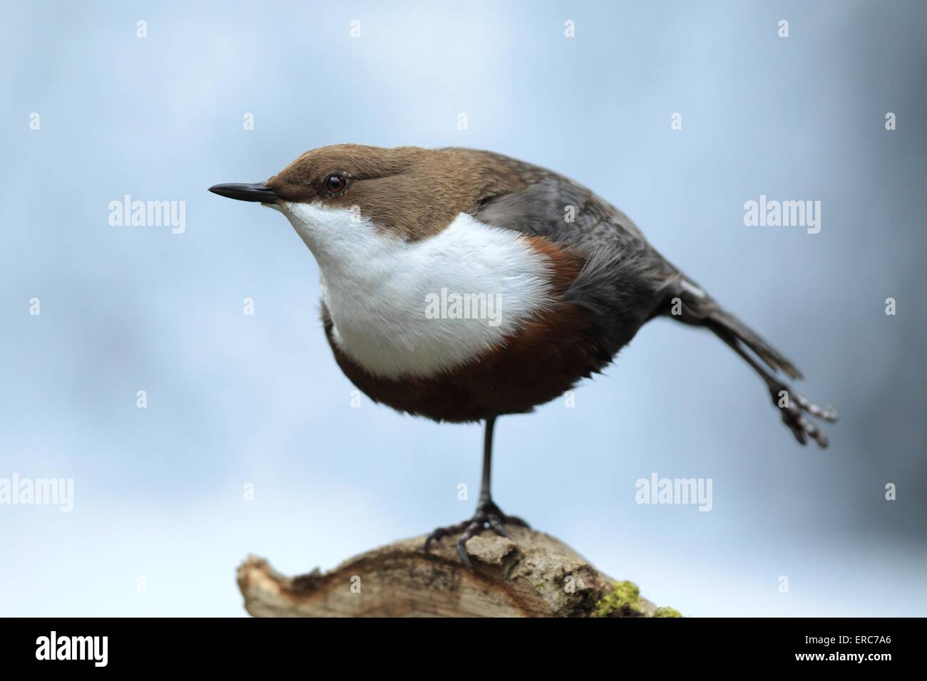 Dippers hi-res stock photography and images - Alamy