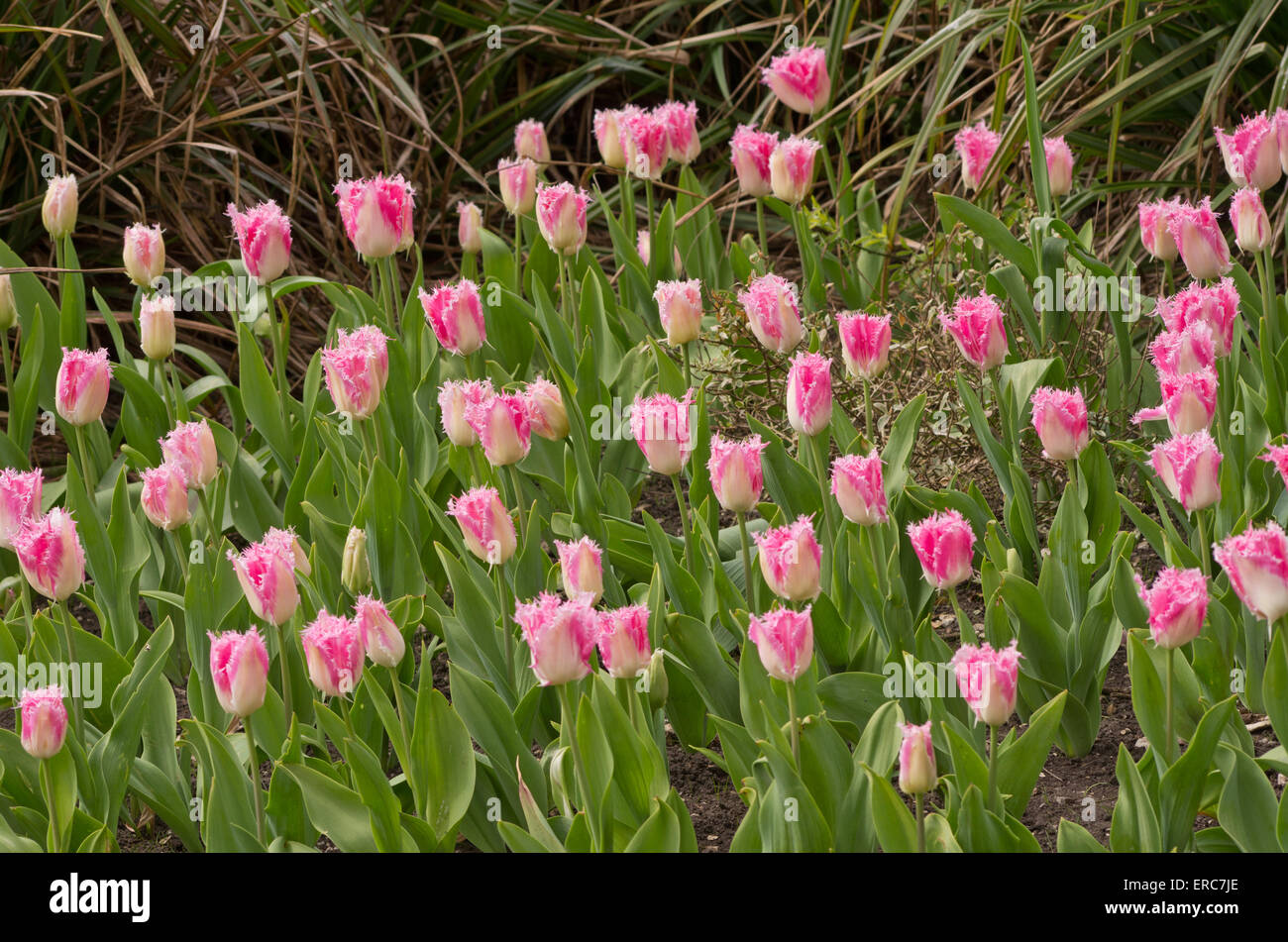 Tulip Huis Ten Bosch Stock Photo