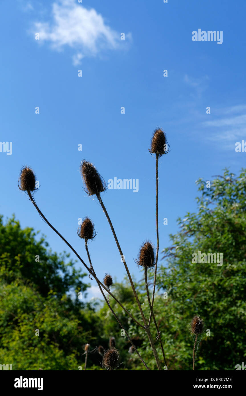 Teasels Dipsacus fullonum, Cardiff, Wales. Stock Photo