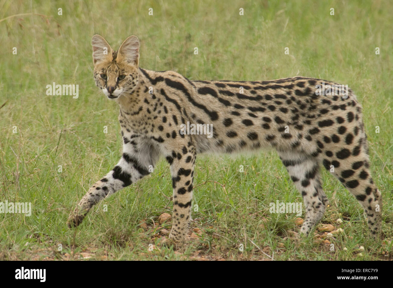 SERVAL CAT WALKING IN GRASS MASAI MARA KENYA Stock Photo Alamy