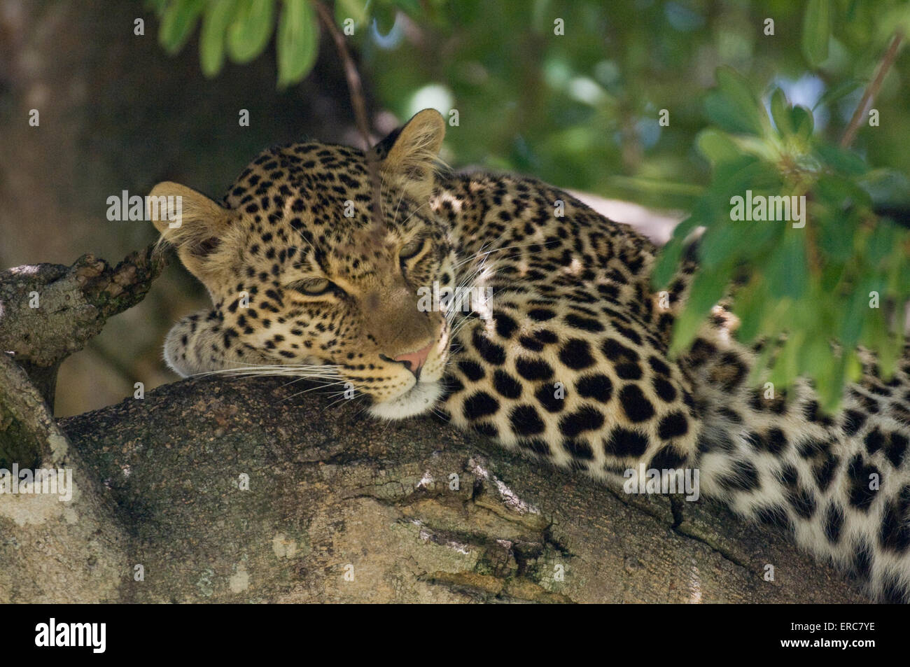 LEOPARD LYING IN TREE Stock Photo - Alamy