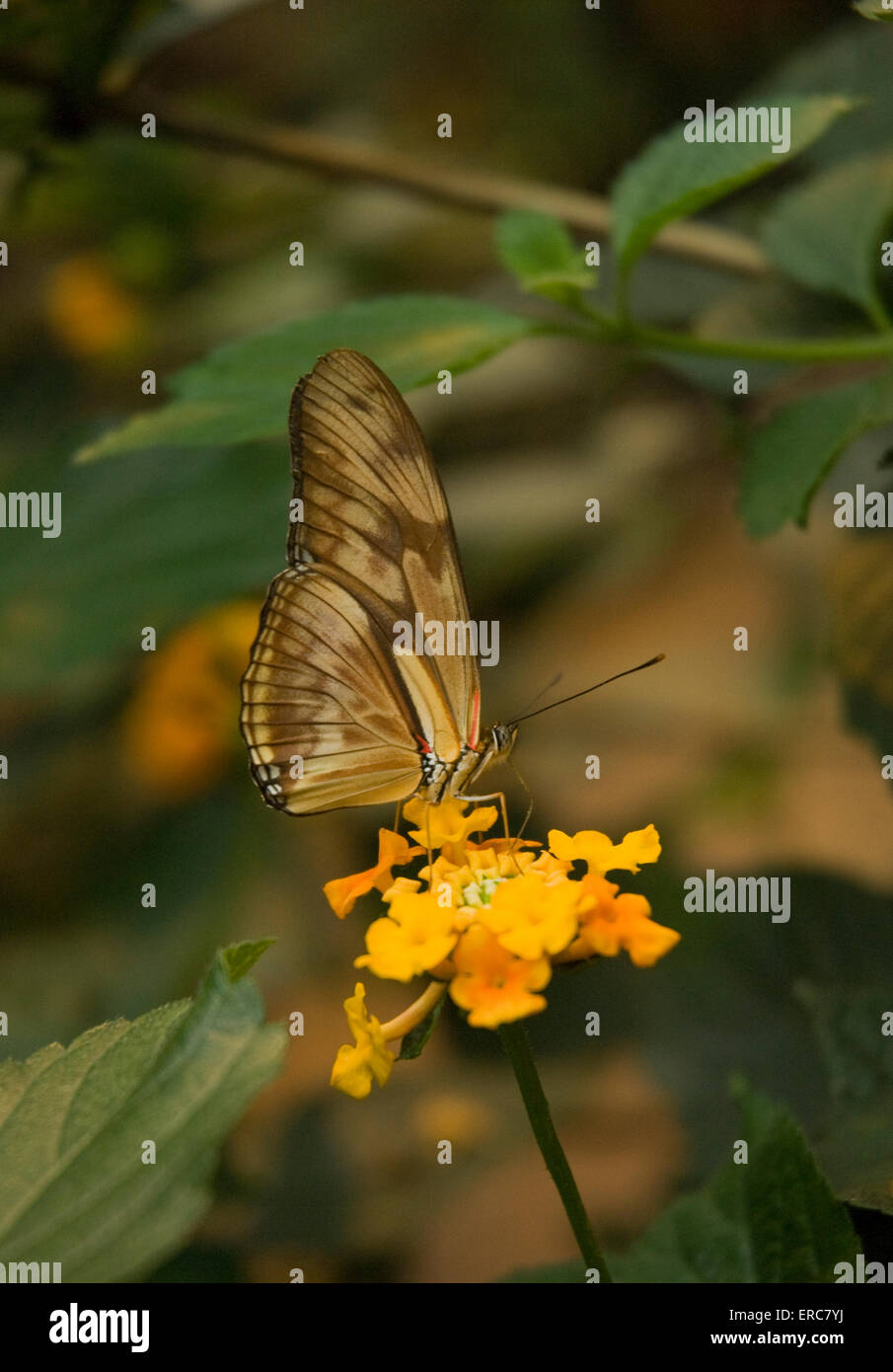 BROWN COLORED BUTTERFLY ON FLOWER Stock Photo