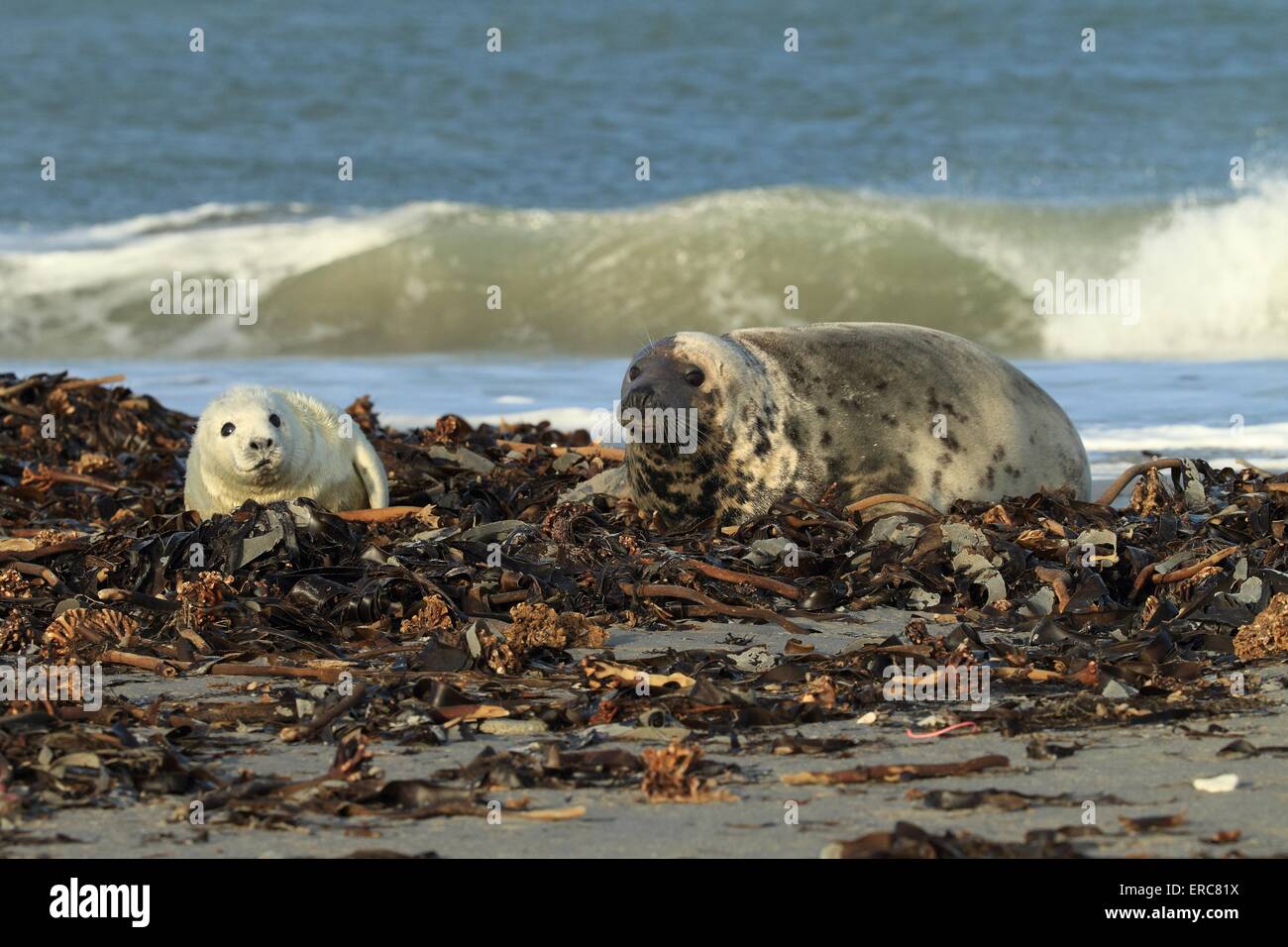 grey seals Stock Photo