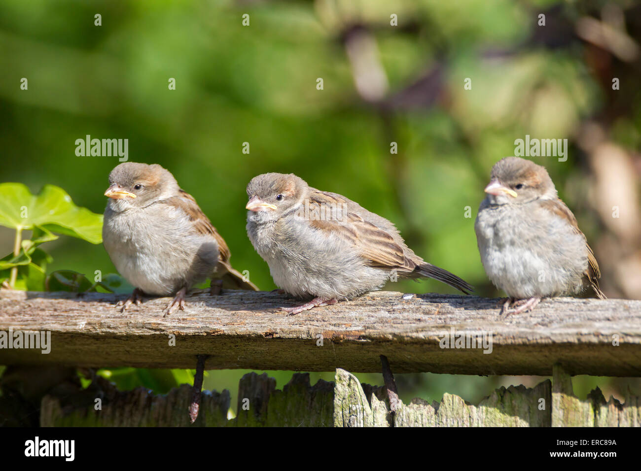 House Sparrow. Passer domesticus  (Passeridae) in the breeding season Stock Photo