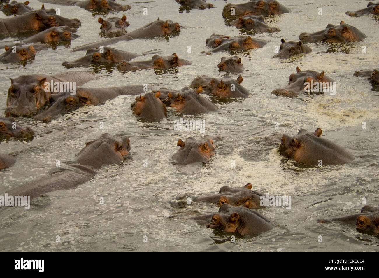 A POD OF HIPPOS IN WATER Stock Photo