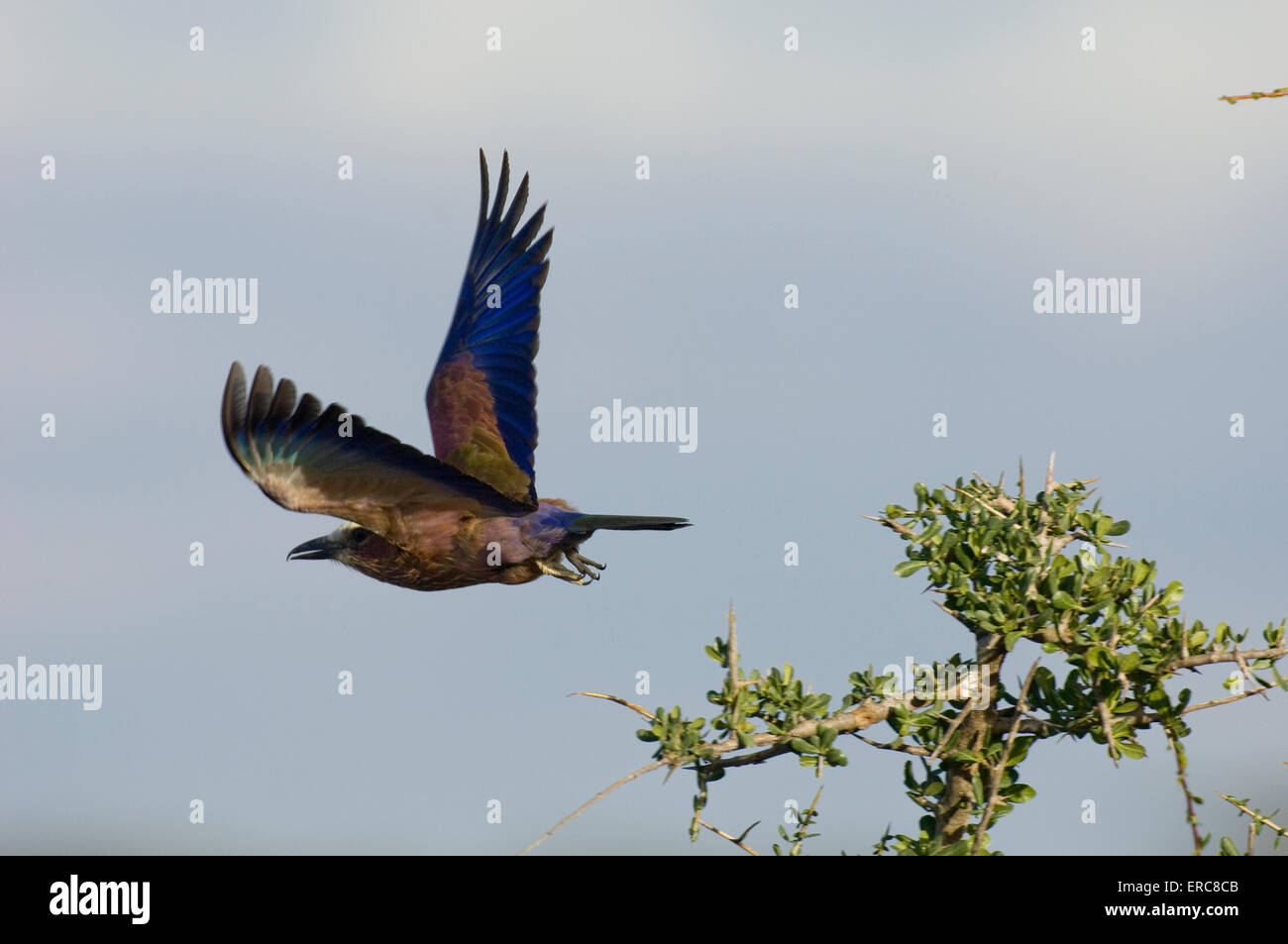RUFOUS-CROWNED ROLLER BIRD FLYING Stock Photo