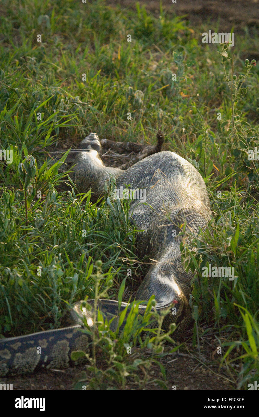Digesting food hi-res stock photography and images - Alamy