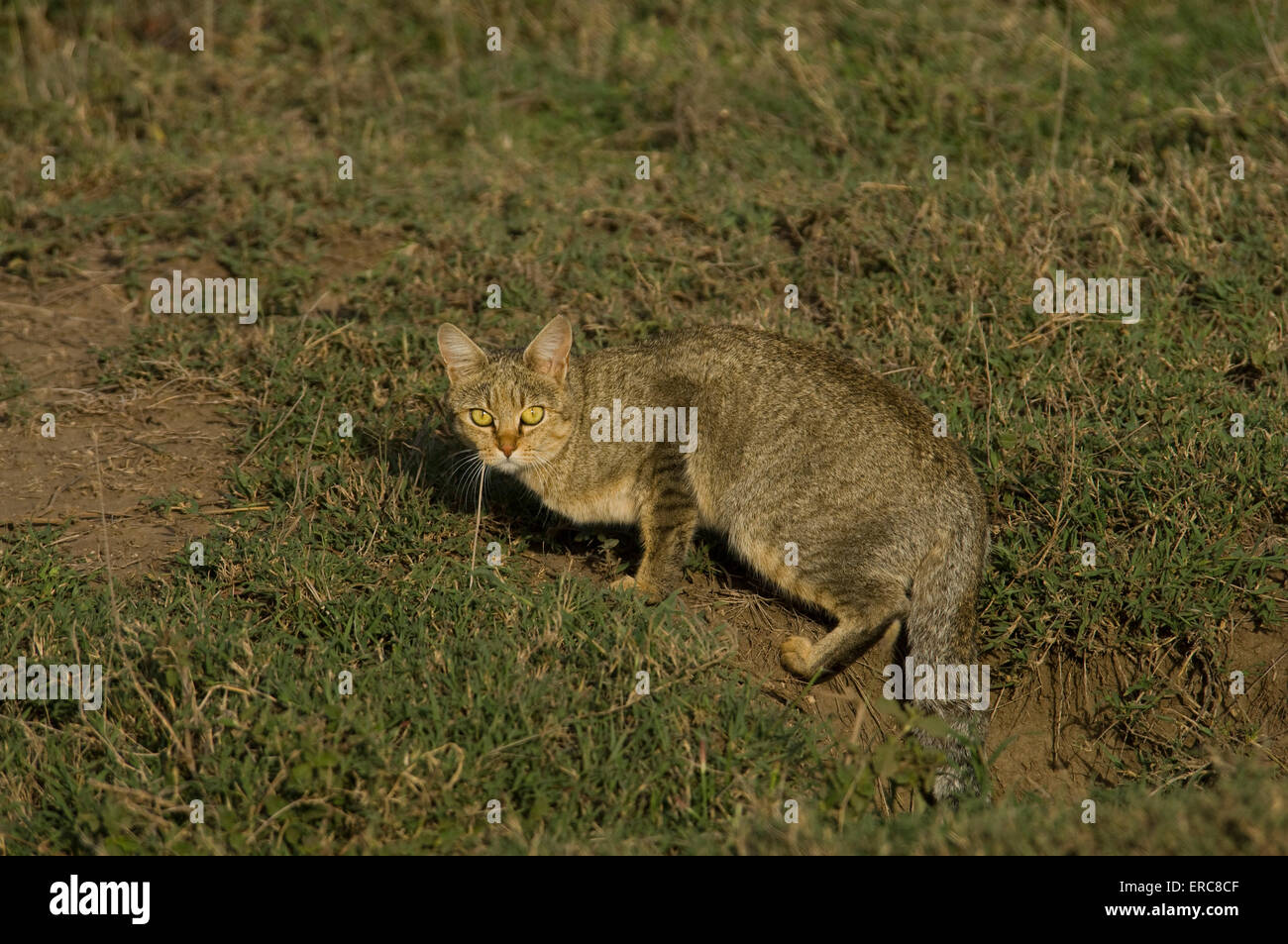 AFRICAN WILD CAT STOPPED IN HIS TRACKS LOOKING AT CAMERA Stock Photo