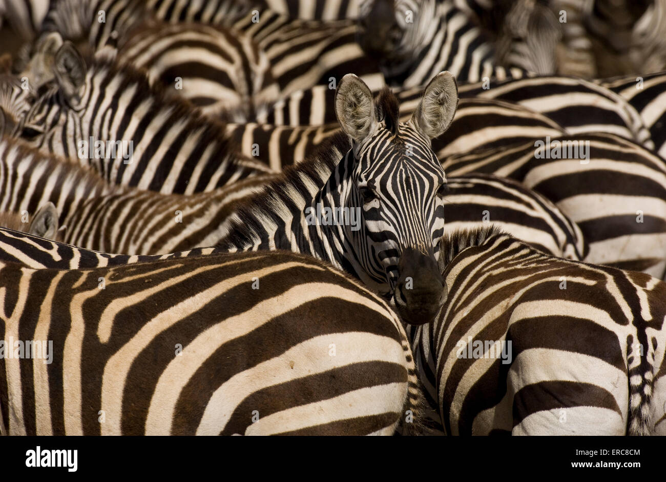 BURCHELL'S ZEBRAS CROWDED TOGETHER IN WATERHOLE ONE LOOKING AT CAMERA Stock Photo