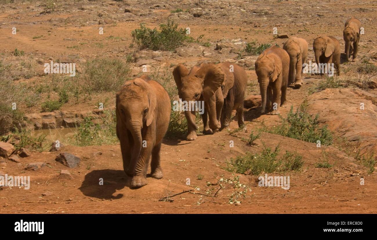 ORPHANED ELEPHANTS WALKING IN LINE AT DAVID SHELDRICK WILDLIFE TRUST Stock Photo