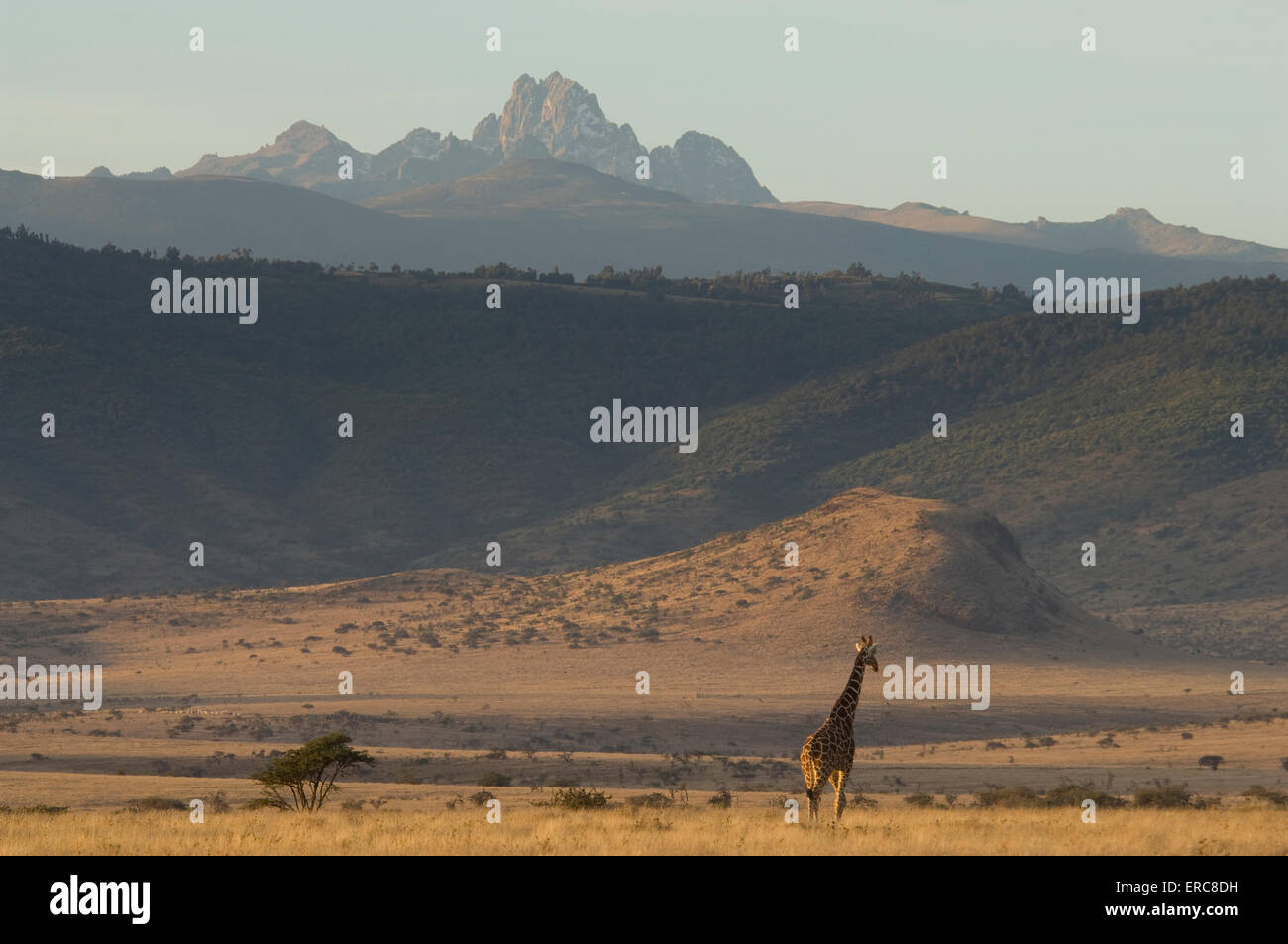 SINGLE RETICULATED GIRAFFE IN PLAINS EARLY AM WITH MT. KENYA IN BACKGROUND Stock Photo