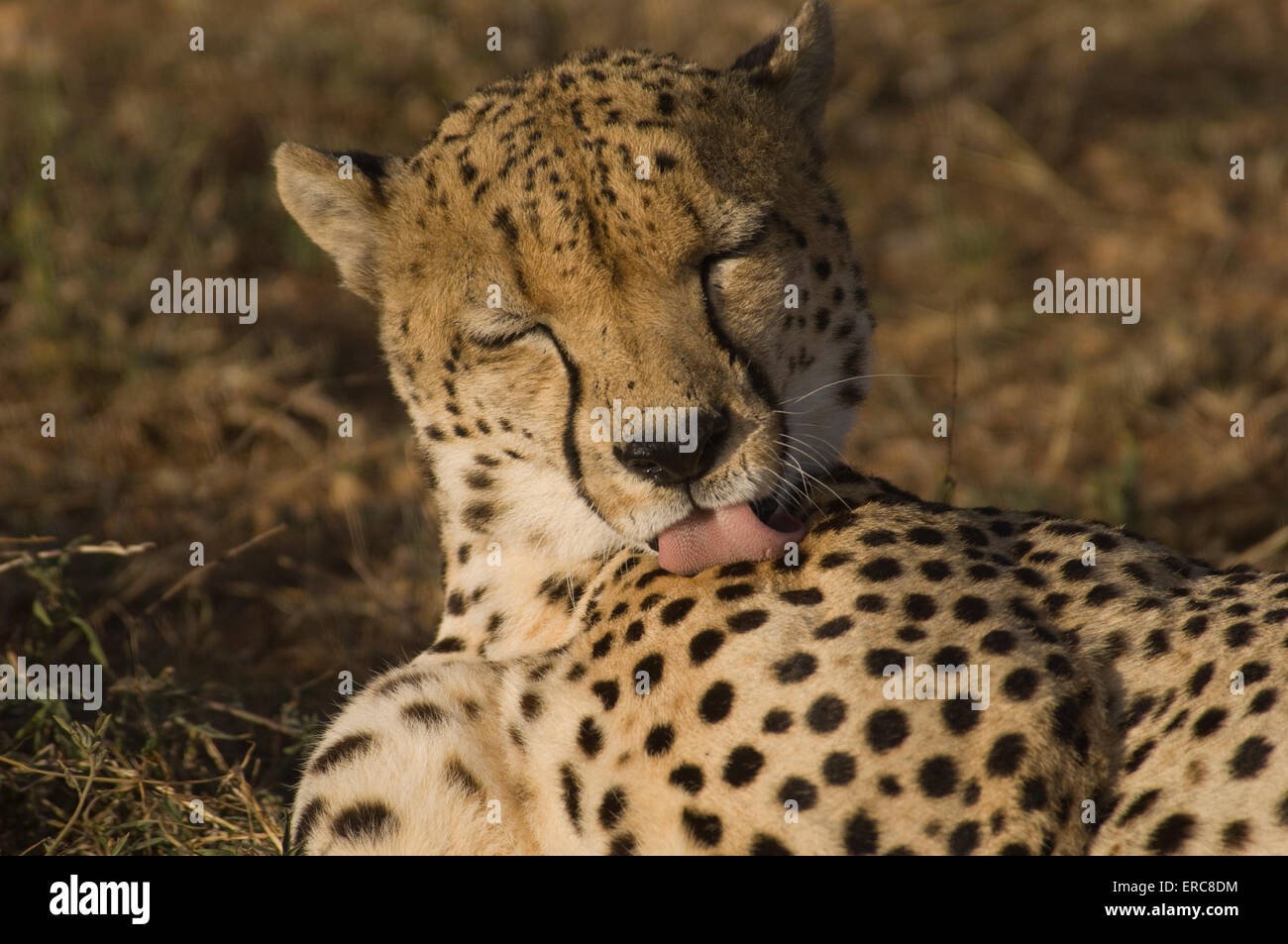 CHEETAH GROOMING LICKING HIS SPOTTED FUR Stock Photo