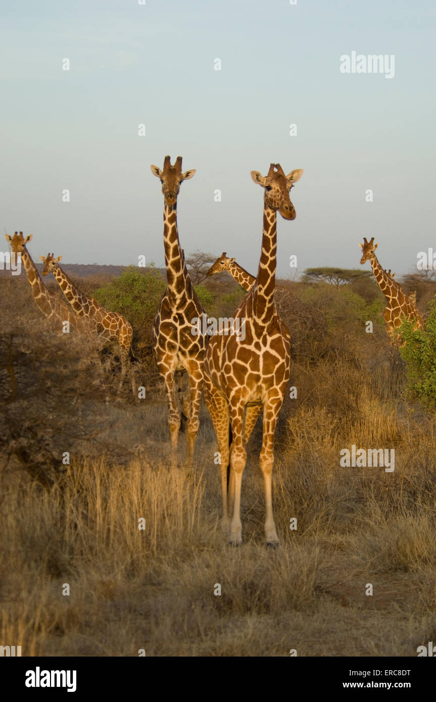 TWO RETICULATED GIRAFFES STEPPED FORWARD FROM  HERD LOOKING AT CAMERA Stock Photo