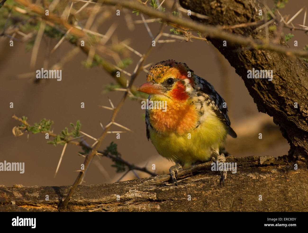 RED-AND-YELLOW BARBET ON A TREE BRANCH Stock Photo