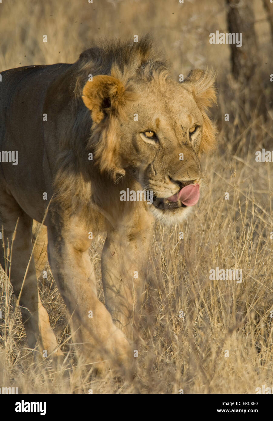 MALE LION WALKING IN PLAINS LICKING HIS LIPS WITH PINK TONGUE Stock Photo