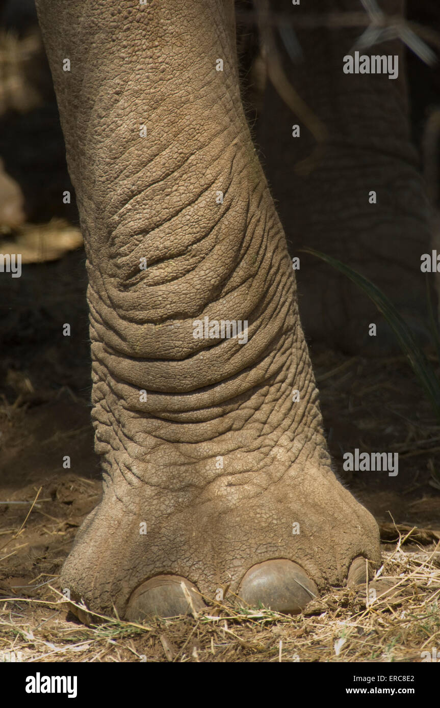 ELEPHANT FOOT AND LEG Stock Photo