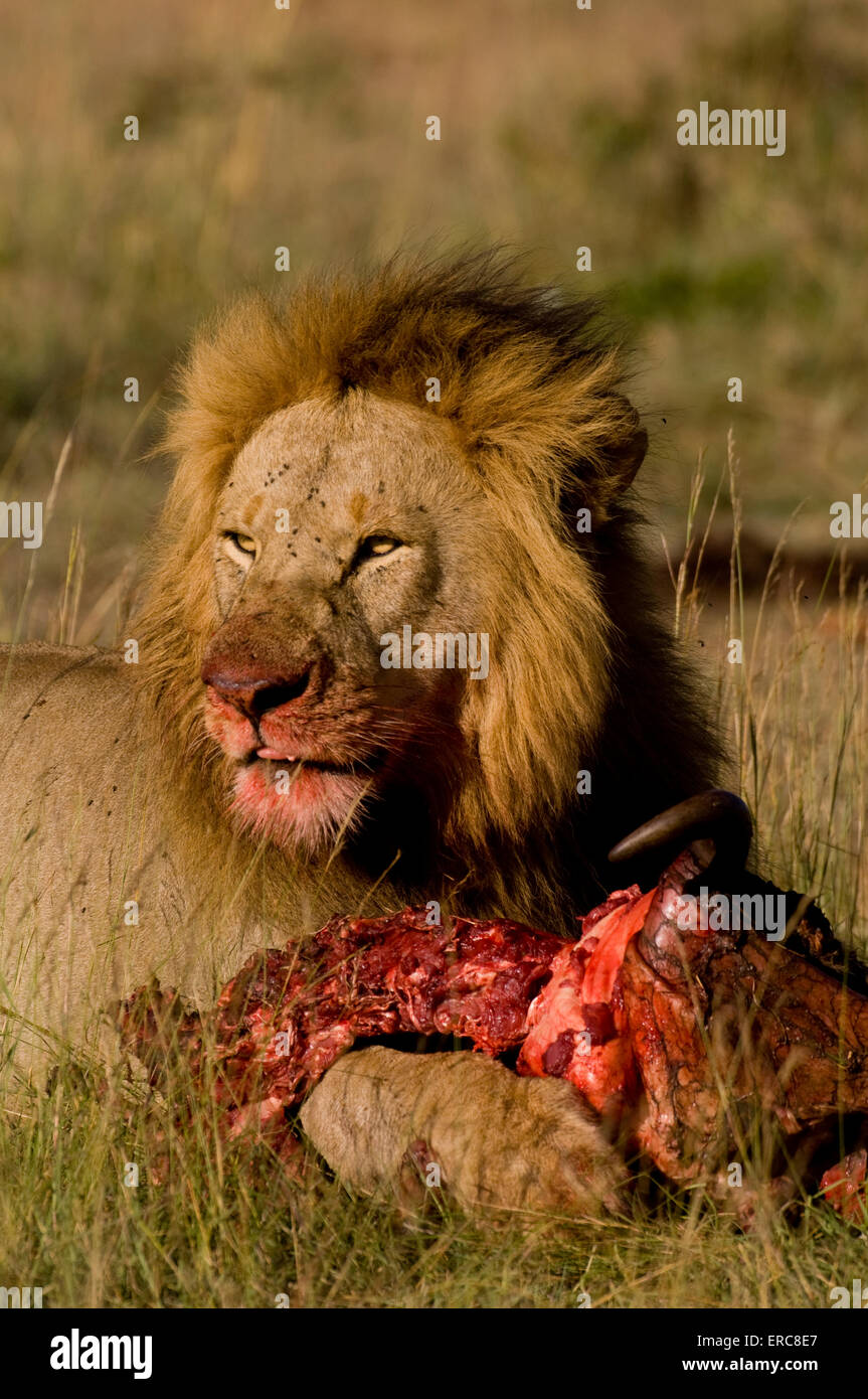 MALE LION EATING KILL BLOODY FACE Stock Photo