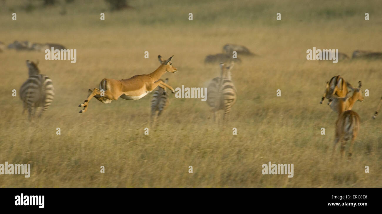 IMPALA RUNNING AND JUMPING Stock Photo