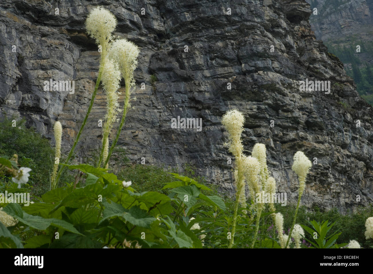 BEAR GRASS BY GOING-TO-THE-SUN-ROAD GLACIER NATIONAL PARK MONTANA USA Stock Photo