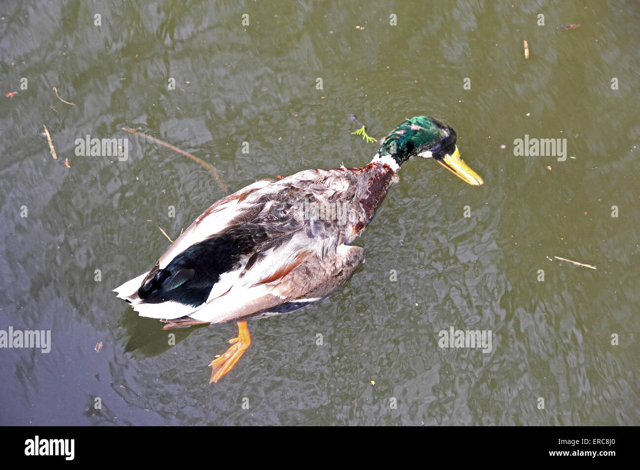 Dead duck hires stock photography and images Alamy