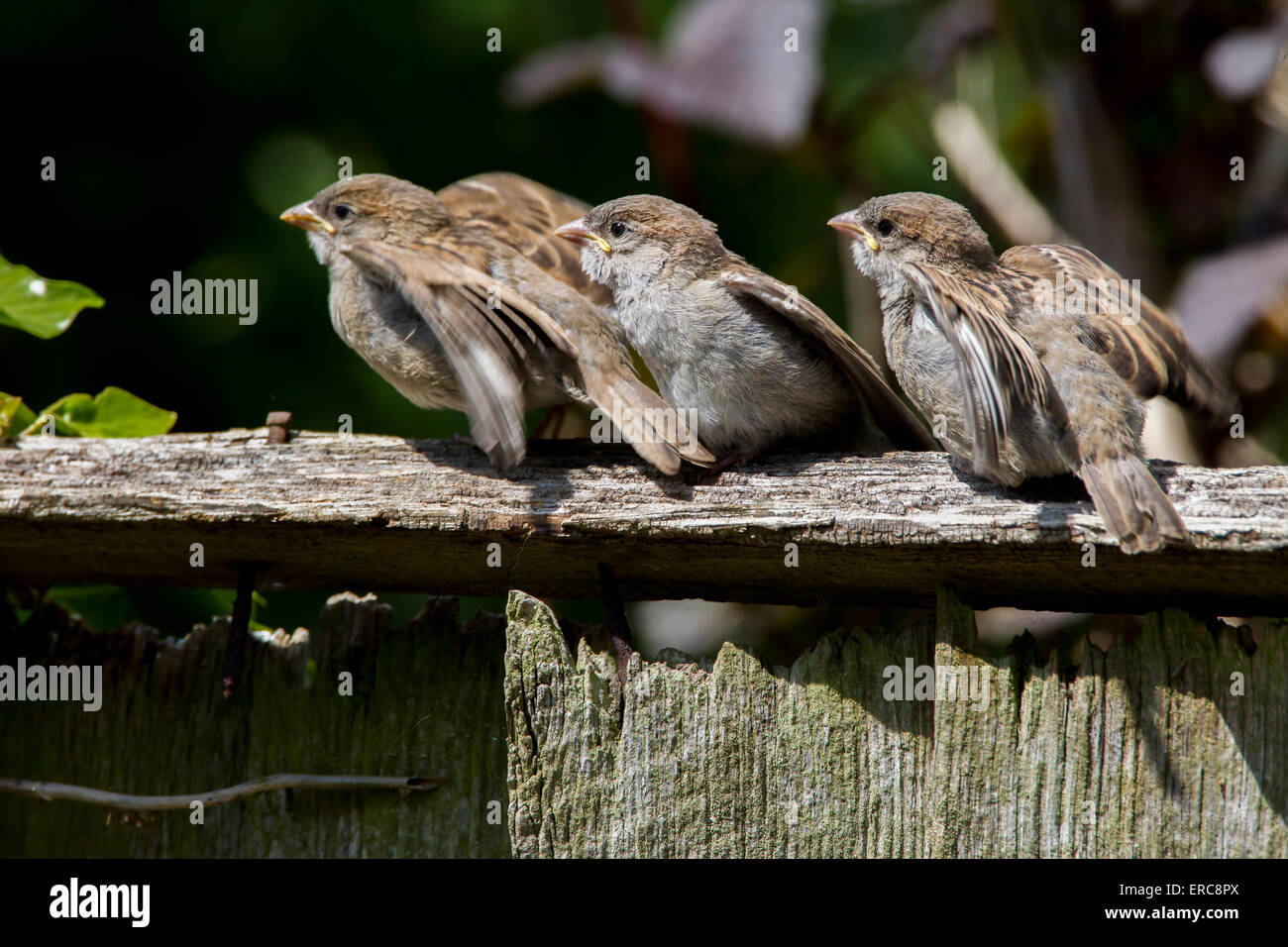 House Sparrow. Passer domesticus  (Passeridae) in the breeding season Stock Photo