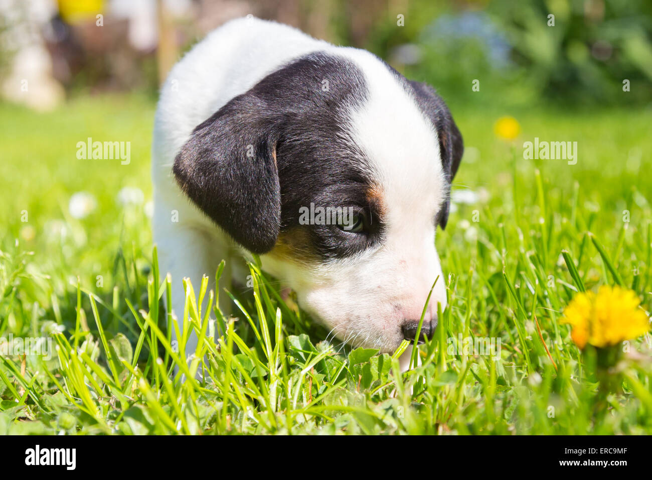 Mixed-breed cute little puppy on grass Stock Photo - Alamy